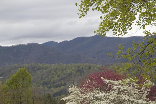 Hamilton Rhododendron Gardens
