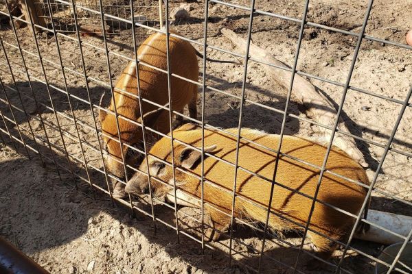 North Georgia Wildlife Park and Safari